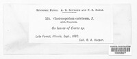 Clasterosporium caricinum image